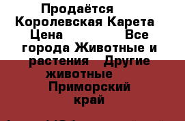 Продаётся!     Королевская Карета › Цена ­ 300 000 - Все города Животные и растения » Другие животные   . Приморский край